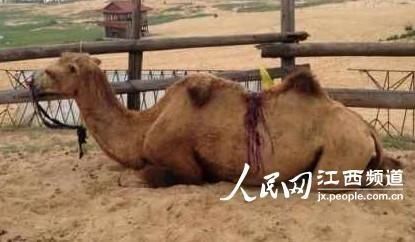 娱乐生活 第108页