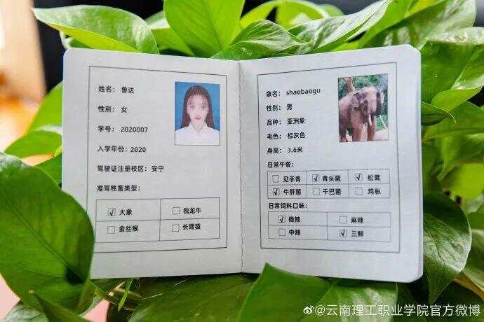 学生持证骑骆驼上学独特上学方式，学生持证骑骆驼上学
